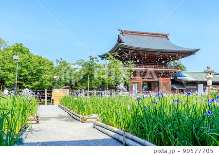 初夏の宮地嶽神社 菖蒲祭り 福岡県福津市 初夏の宮地嶽神社 菖蒲祭り 福岡県福津市 90577705