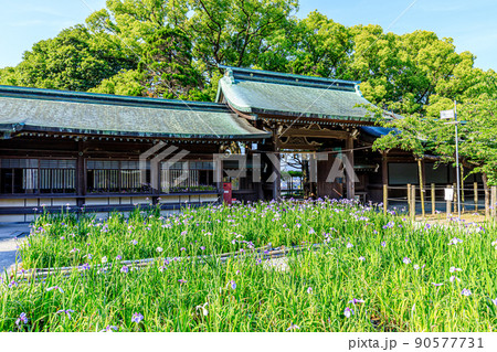 初夏の宮地嶽神社　菖蒲祭り　福岡県福津市 90577731