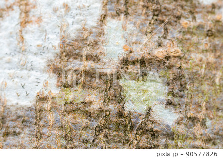 【天然素材】ブナの木の皮【長野県】 【天然素材】ブナの木の皮【長野県】 90577826