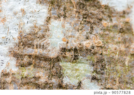 【天然素材】ブナの木の皮【長野県】 90577828