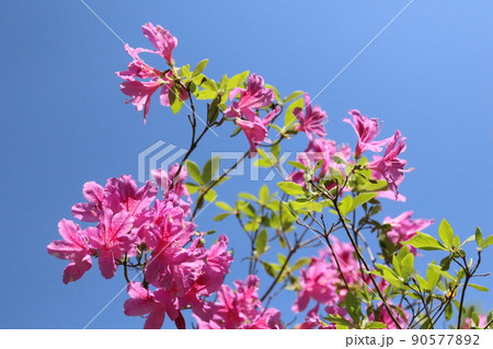 2021日本で一番幸せな町に選ばれた埼玉県鳩山町の愛郷の里を彩る青空にピンク色に咲くツツジと青葉 2021日本で一番幸せな町に選ばれた埼玉県鳩山町の愛郷の里を彩る青空にピンク色に咲くツツジと青葉 90577892