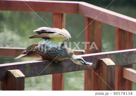 手すりの上のカモ 手すりの上のカモ 90578138
