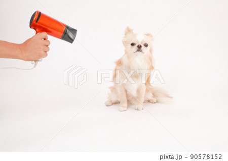 家庭用ドライヤーで毛を乾かしてもらうクリーム色のロングコートチワワ  90578152