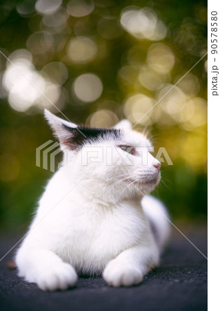 左を向いている猫　 90578580