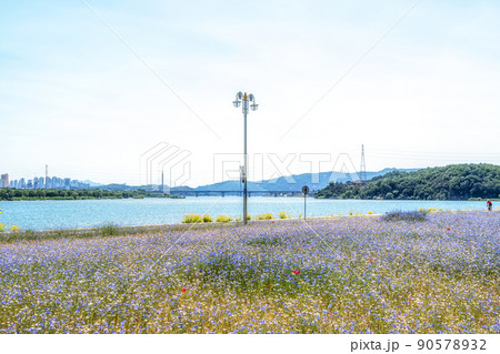 Cornflower field in Han River 90578932