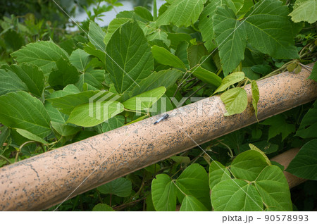 シオカラトンボと思われる個体 富山県黒部市 シオカラトンボと思われる個体 富山県黒部市 90578993