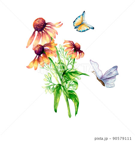 Meadow purple flowers, butterflies, coneflower watercolor illustration isolated. 90579111
