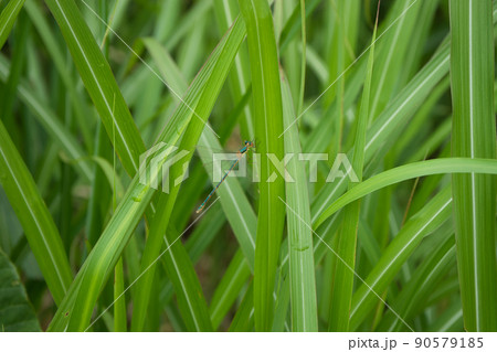 アオイトトンボと思われる個体 富山県黒部市 アオイトトンボと思われる個体 富山県黒部市 90579185