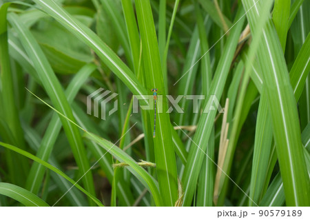 アオイトトンボと思われる個体 富山県黒部市 アオイトトンボと思われる個体 富山県黒部市 90579189