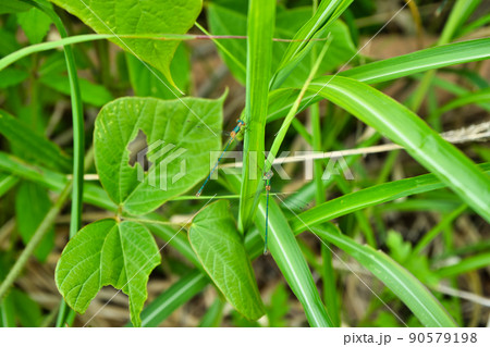 アオイトトンボと思われる個体 富山県黒部市 アオイトトンボと思われる個体 富山県黒部市 90579198
