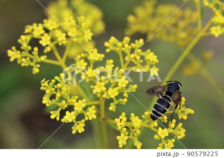 オミナエシの花には独特のにおいがある オミナエシの花には独特のにおいがある 90579225