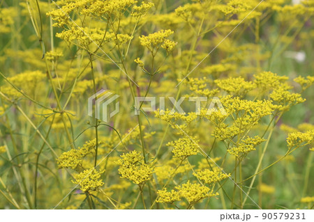 オミナエシの花のオミナとは女性という意味 オミナエシの花のオミナとは女性という意味 90579231