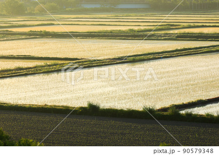 【北海道上富良野町】6月の田んぼ 90579348