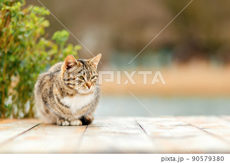 A brown tabby cat sits on a white wooden porch. A Bush in a blur in the background. Copy space. Concept of homeless animals and shelter for them A brown tabby cat sits on a white wooden porch. A Bush in a blur in the background. Copy space. Concept of homeless animals and shelter for them 90579380