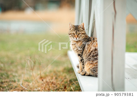 A brown striped cat sits on the white wooden porch of the house. Green grass in the background. The concept of caring for Pets A brown striped cat sits on the white wooden porch of the house. Green grass in the background. The concept of caring for Pets 90579381