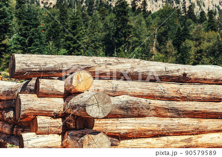 Wooden house made of logs at the initial stage of construction. Forest in the background. Construction and structures Wooden house made of logs at the initial stage of construction. Forest in the background. Construction and structures 90579589