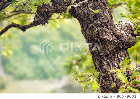 the trunk of a young oak tree in spring with green leaves with copy space 90579601