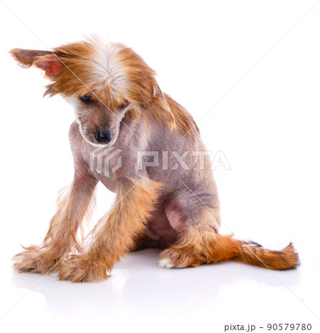 Chinese Crested Dog sitting in front of white background. 90579780