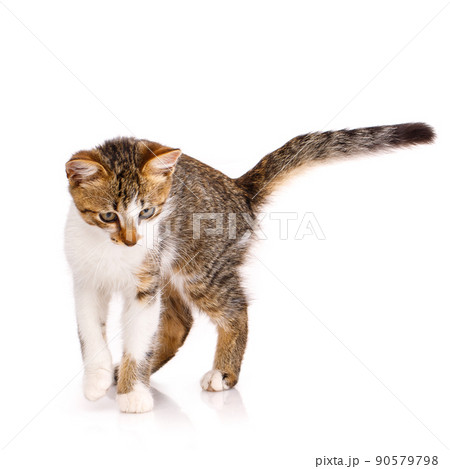 Concentrated small domestic kitten watching on a white background. Concentrated small domestic kitten watching on a white background. 90579798