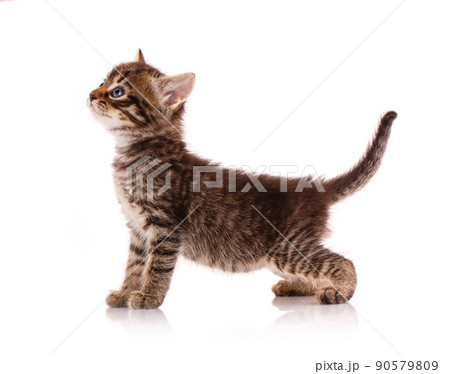 Kitten on a white background waiting for something. 90579809