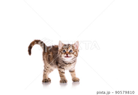 Kitten stands with his head raised and wants to meow. 90579810