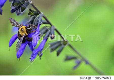 活動期の熊蜂　花の蜜を求めて飛び回る　大きさの割に大人しいクマバチ 90579863