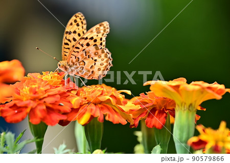 花と蝶　翅を閉じたツマグロヒョウモン　華やかな花弁にとまる蝶々　新緑に映えるオレンジ色の翅 90579866