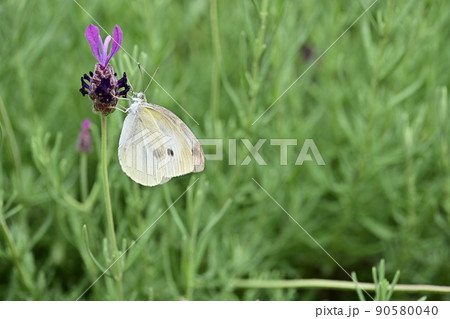 ラベンダーで翅を休めるモンシロチョウ　緑色の背景に紫色のラベンダー　モンシロチョウの姿 90580040