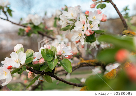 Spring blossom. Branch of a blossoming apple tree on garden background. Close up 90580095