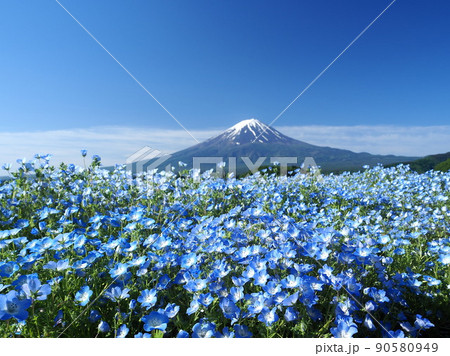 山梨県 湖畔のネモフィラと富士 初夏 山梨県 湖畔のネモフィラと富士 初夏 90580949