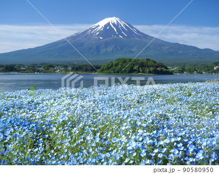 山梨県　湖畔のネモフィラと富士　初夏 90580950