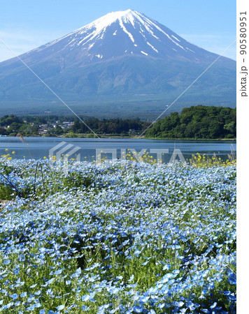 山梨県 湖畔のネモフィラと富士 初夏 山梨県 湖畔のネモフィラと富士 初夏 90580951