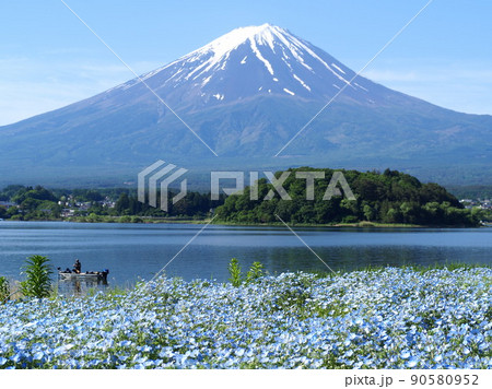 山梨県 湖畔のネモフィラと富士 初夏 山梨県 湖畔のネモフィラと富士 初夏 90580952