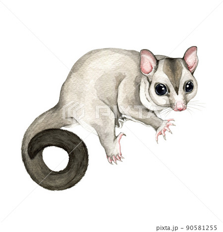 How to Draw a Sugar Glider