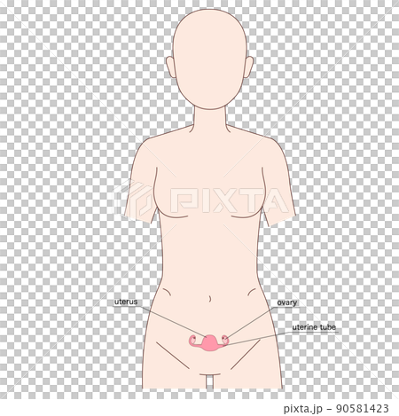 女性人體圖子宮 女性人體圖子宮 90581423
