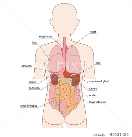 背面の人体図と臓器のイラスト素材