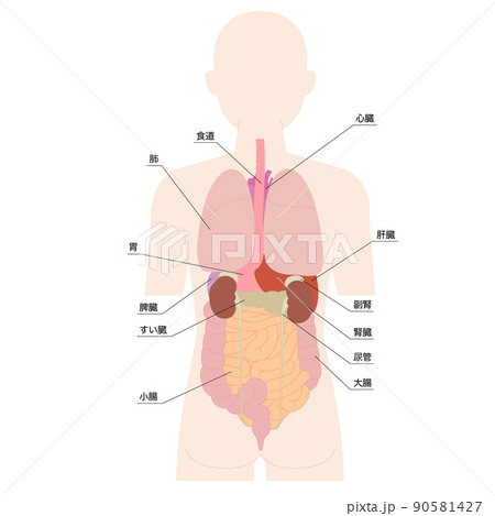 背面の人体図と臓器 背面の人体図と臓器 90581427
