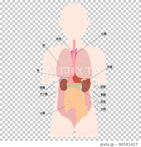 背面の人体図と臓器 背面の人体図と臓器 90581427