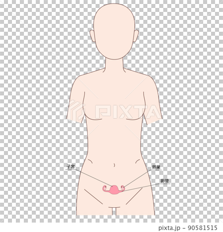 Female human figure uterus 90581515