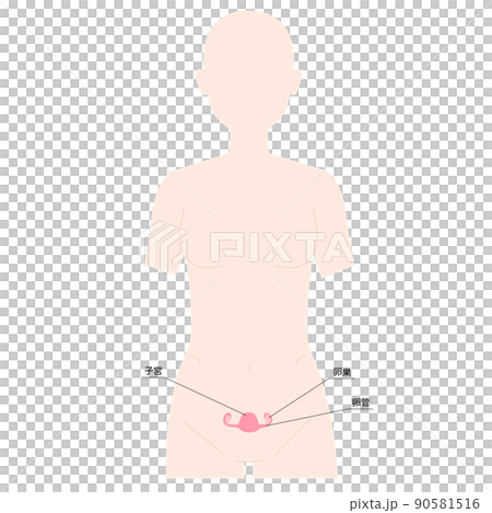 Female human figure uterus 90581516