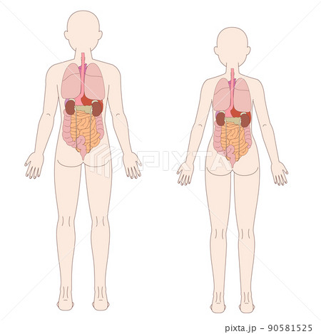 男性 女性 背面の人体図と臓器のイラスト素材