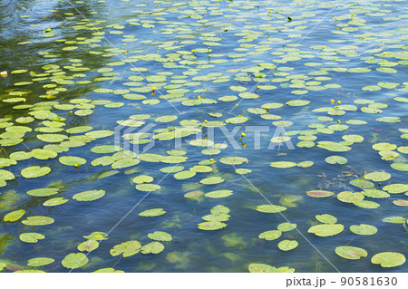 Yellow water lily or nuphar lutea blossoms on lake Yellow water lily or nuphar lutea blossoms on lake 90581630