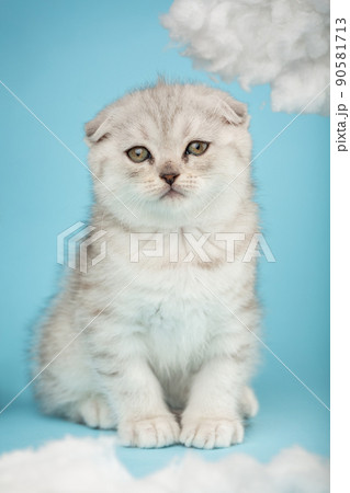 Portrait of a cute scottish fold kitten with yellow eyes on a blue background. 90581713