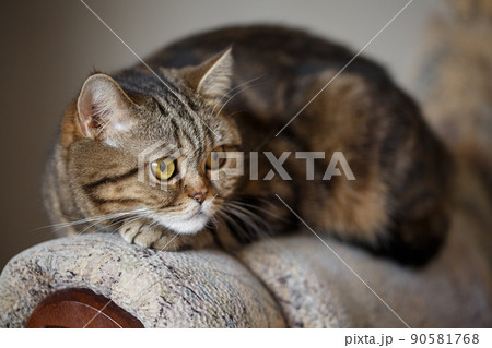 Domestic cat is resting on the sofa in the room. Domestic cat is resting on the sofa in the room. 90581768