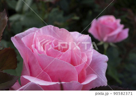 気品あふれる薔薇 クイーンエリザベス 気品あふれる薔薇 クイーンエリザベス 90582371