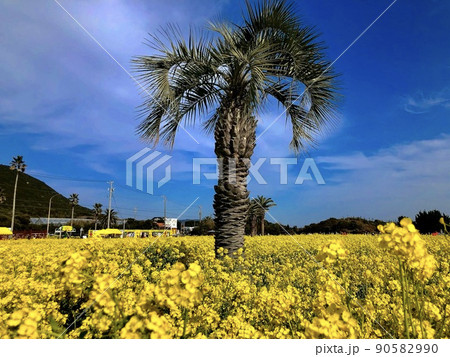 菜の花の中の木 菜の花の中の木 90582990
