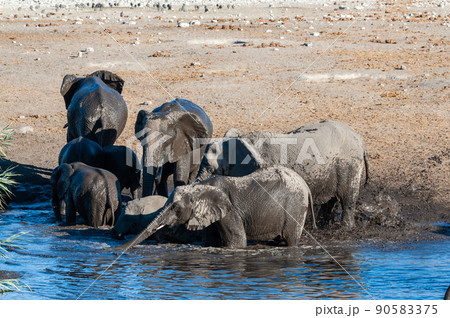 Close up of a Herd of African Elephants Bathing and Drinking in a Waterhole Close up of a Herd of African Elephants Bathing and Drinking in a Waterhole 90583375