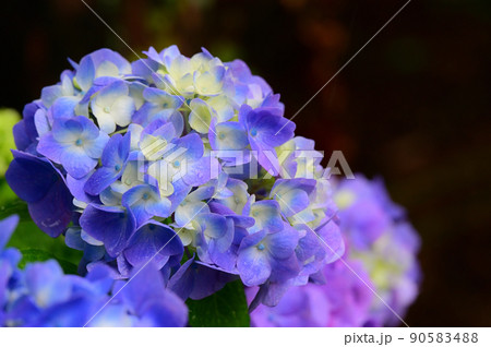 クローズアップした紫陽花2 90583488