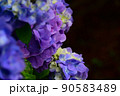 クローズアップした紫陽花1 90583489