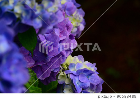 クローズアップした紫陽花1 90583489